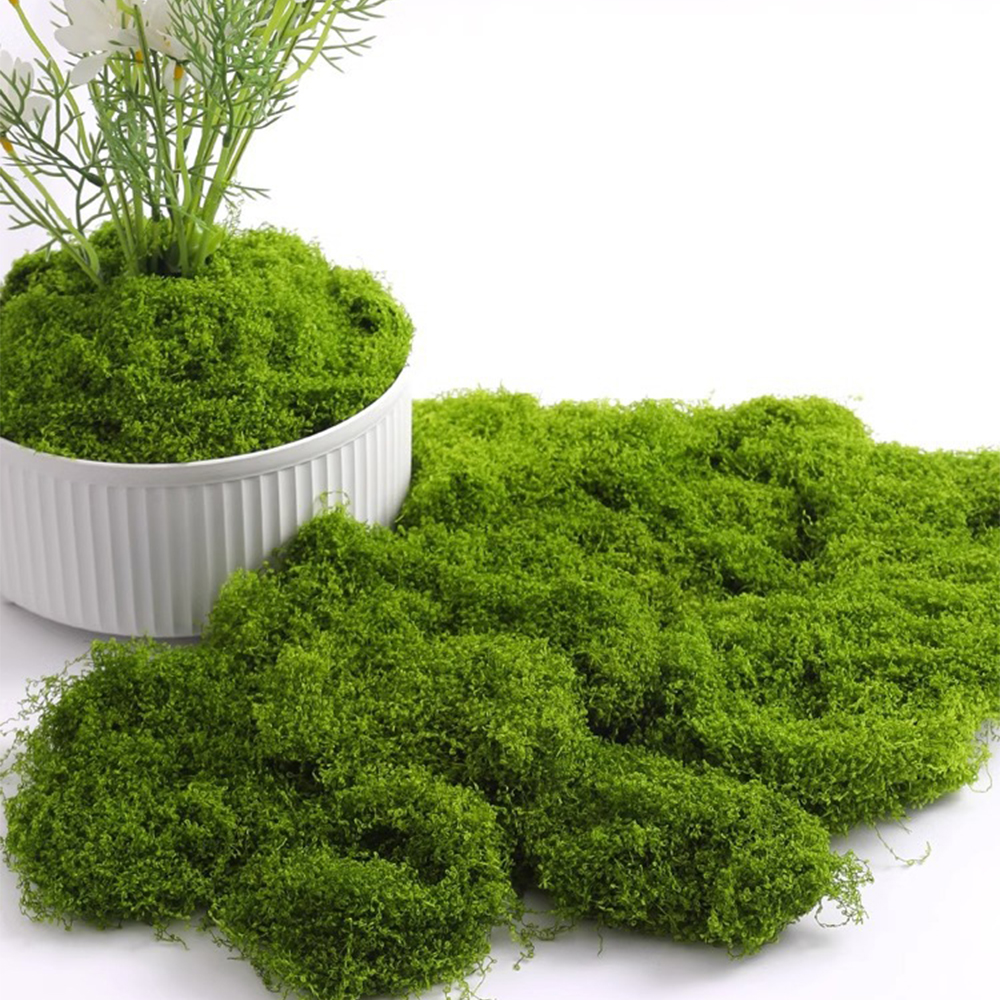 Sphagnum Moss Dry - Eternal Life Moss DIY Crafts Grass