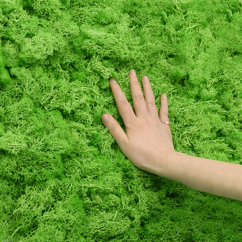 Sphagnum Moss Dry - 20G Tự Nhiên Rêu Nhân Tạo