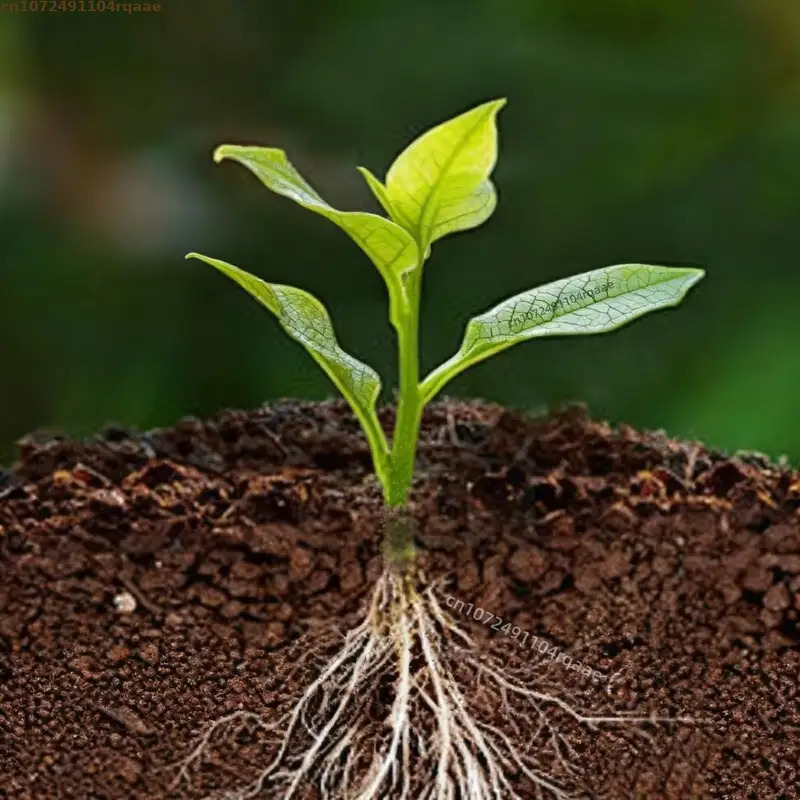 Plant Rooting Powder Indole Bu - đánh giá và giá Rooting Hormone Powder