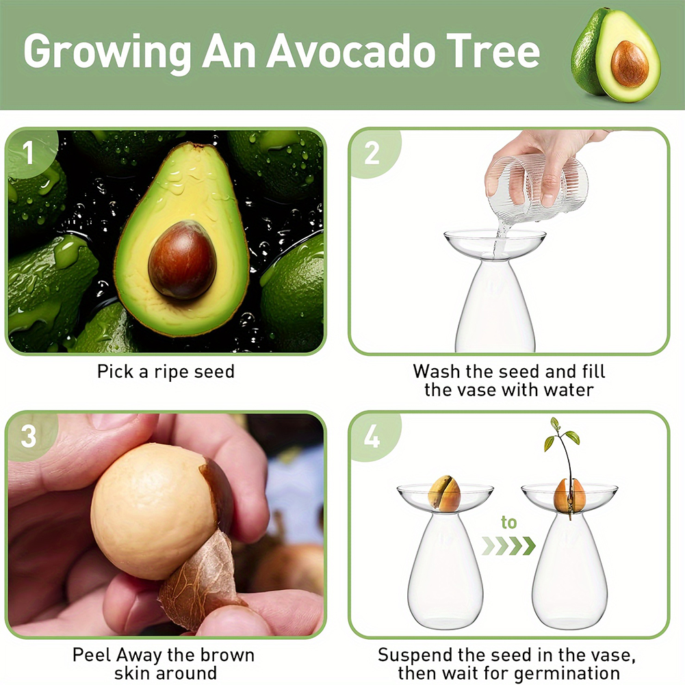 Avocado Seed Starter Hydroponi - đánh giá và giá Propagation Station Vase