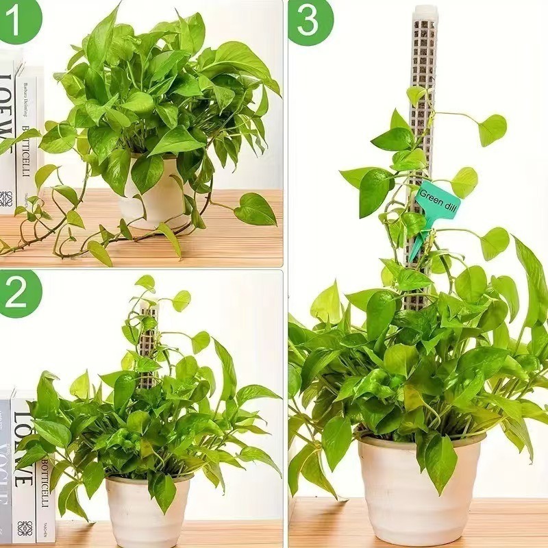 1/2/3pcs Self-watering Moss Po - đánh giá và giá Sphagnum Moss Dry