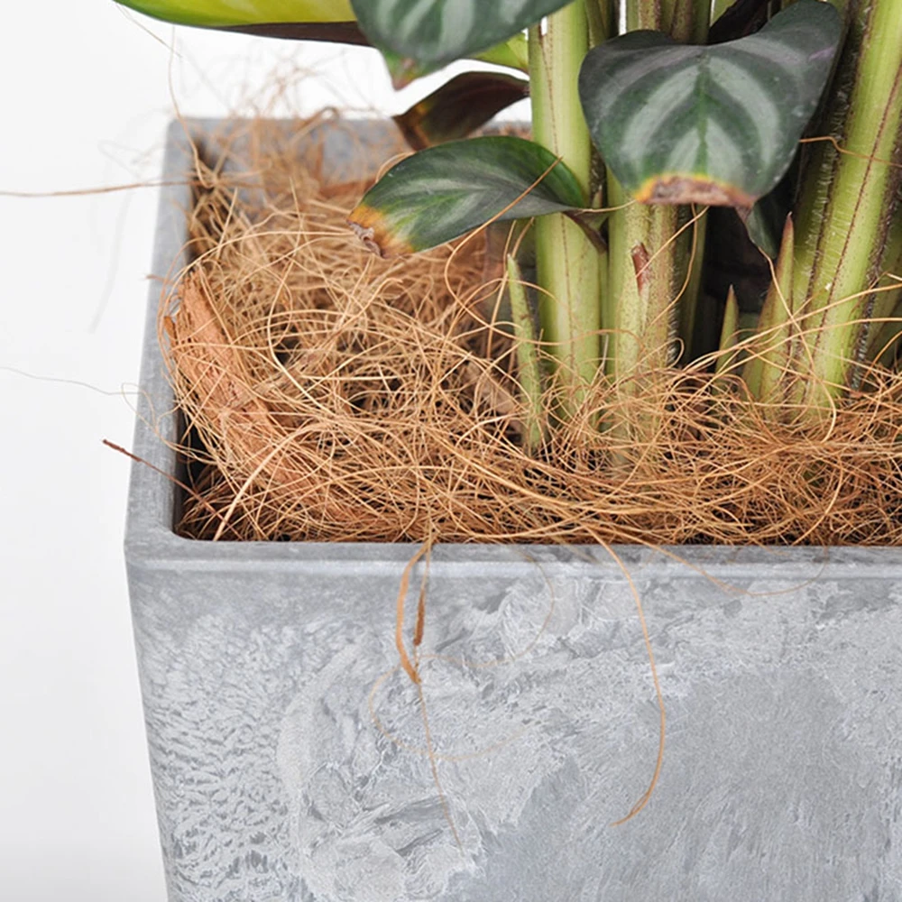 Natural Coconut Husk Fiber Flo - đánh giá và giá Sphagnum Moss Dry