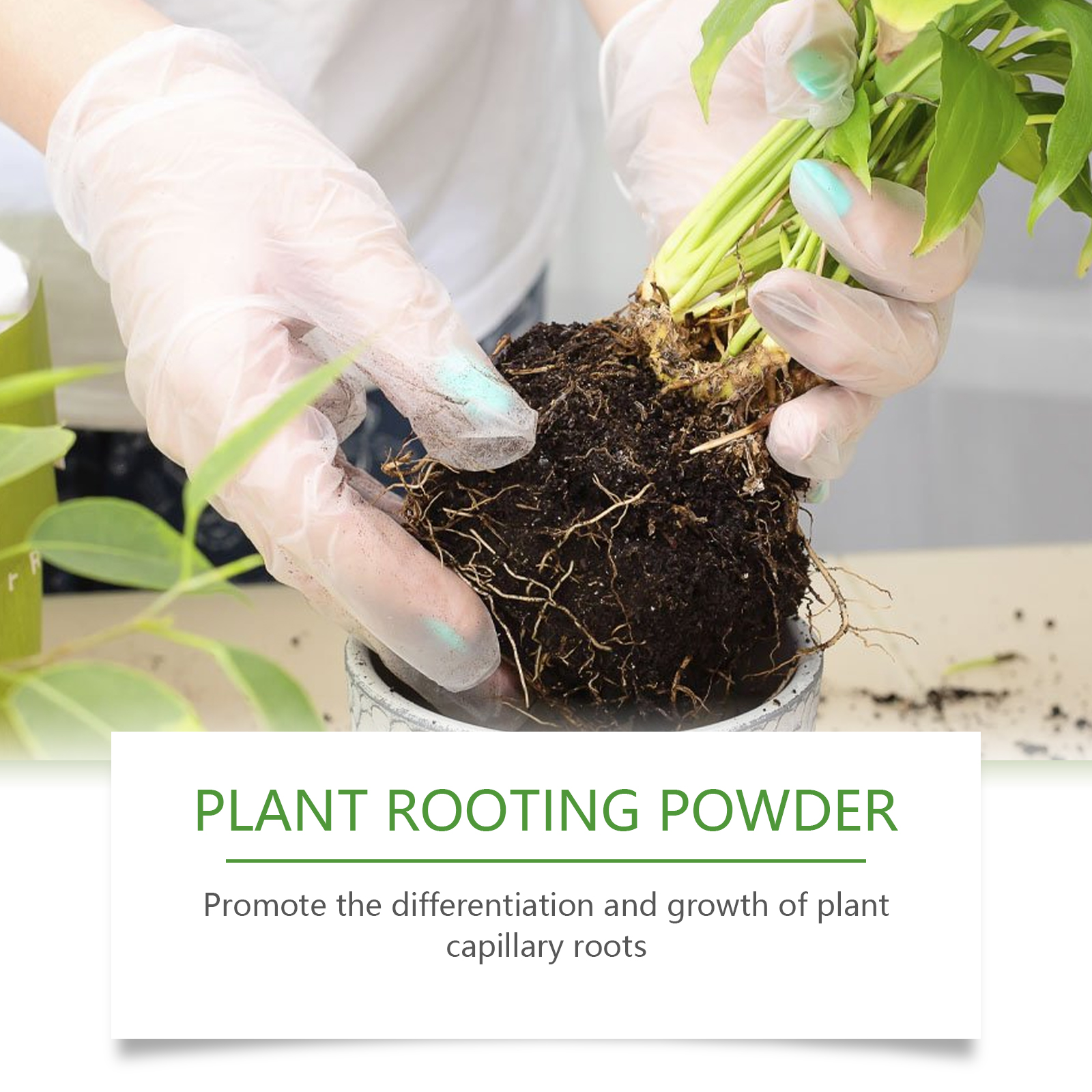 100g Plant Rooting Powder for  - đánh giá và giá Rooting Hormone Powder