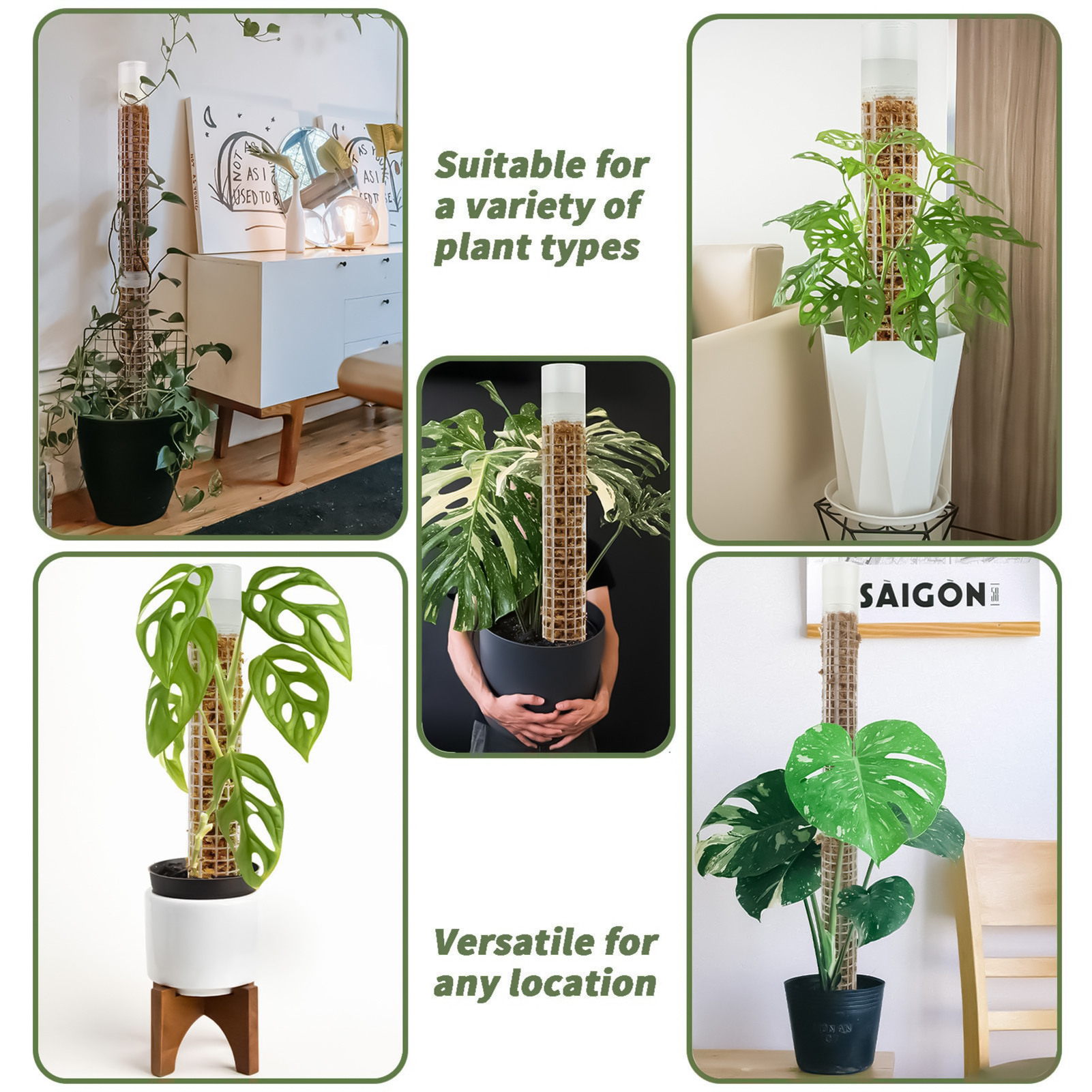 Self-watering Moss Pole Plasti - đánh giá và giá Sphagnum Moss Dry