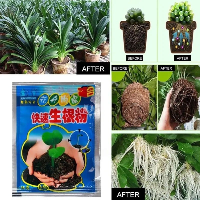 5pcs Fast Rooting Powder Plant - đánh giá và giá Rooting Hormone Powder