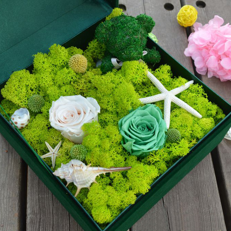 20G Tự Nhiên Rêu Nhân Tạo Vật  - đánh giá và giá Sphagnum Moss Dry