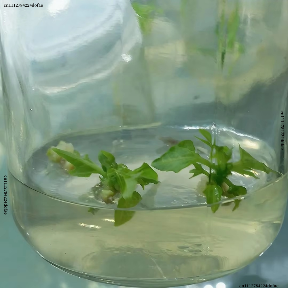 Plant Tissue Culture Agar Powd - đánh giá và giá Agar Tissue Culture